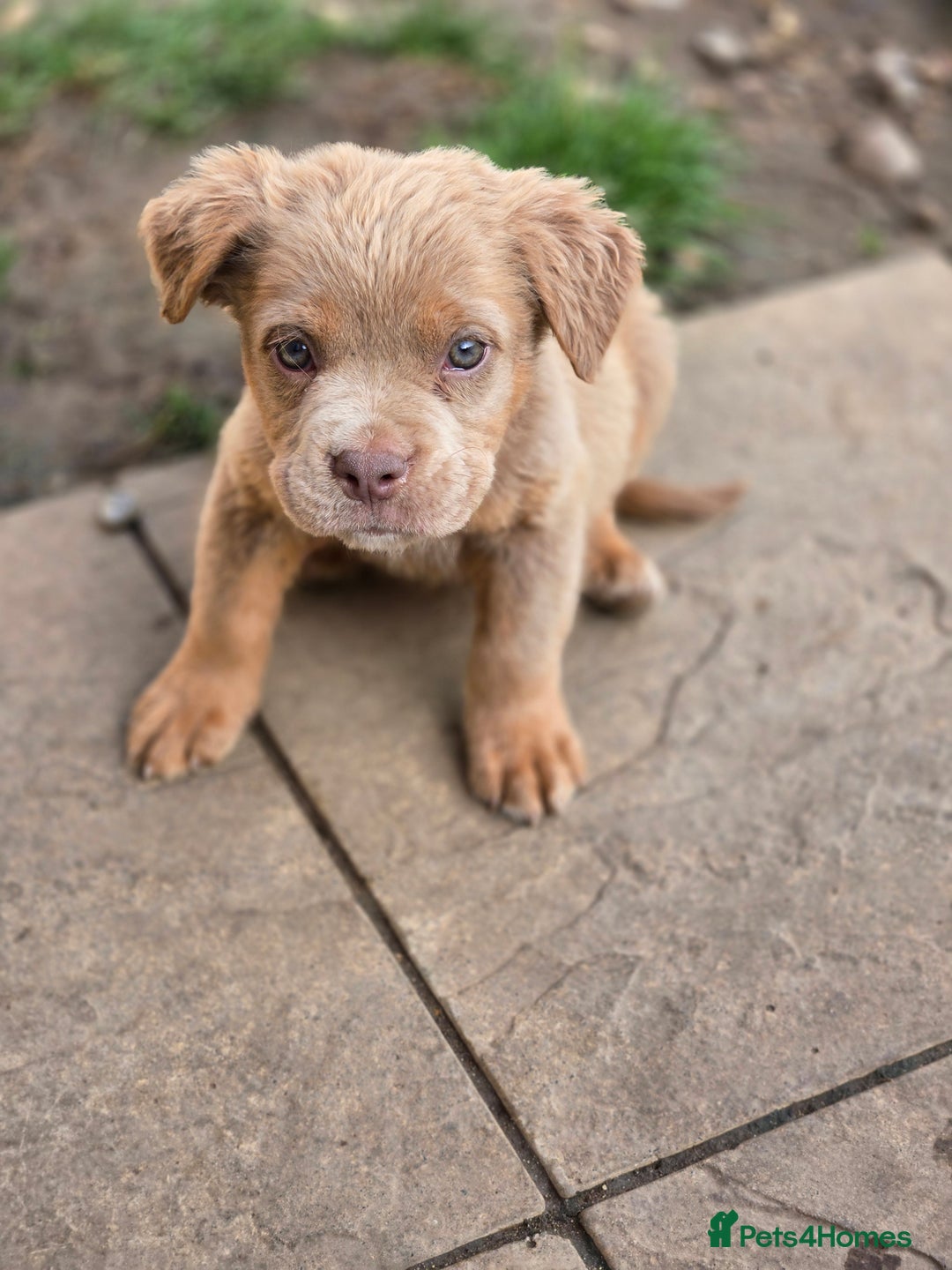 Olde English Bulldogge dogs for sale: Old english bulldoggee mammut/mammoth - Image 25