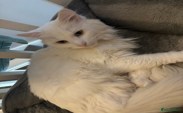 Turkish Angora cats - Advert 1