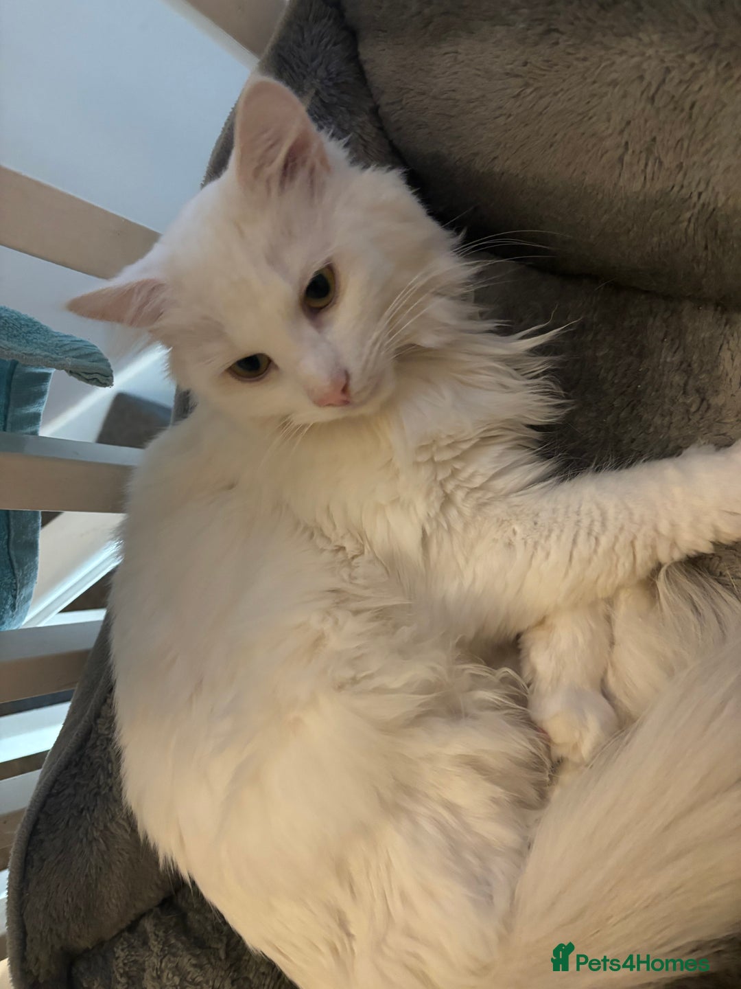 Turkish Angora cats for sale: Pure white Turkish Angora male for sale  - Image 1