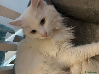 Turkish Angora cats - Advert 6