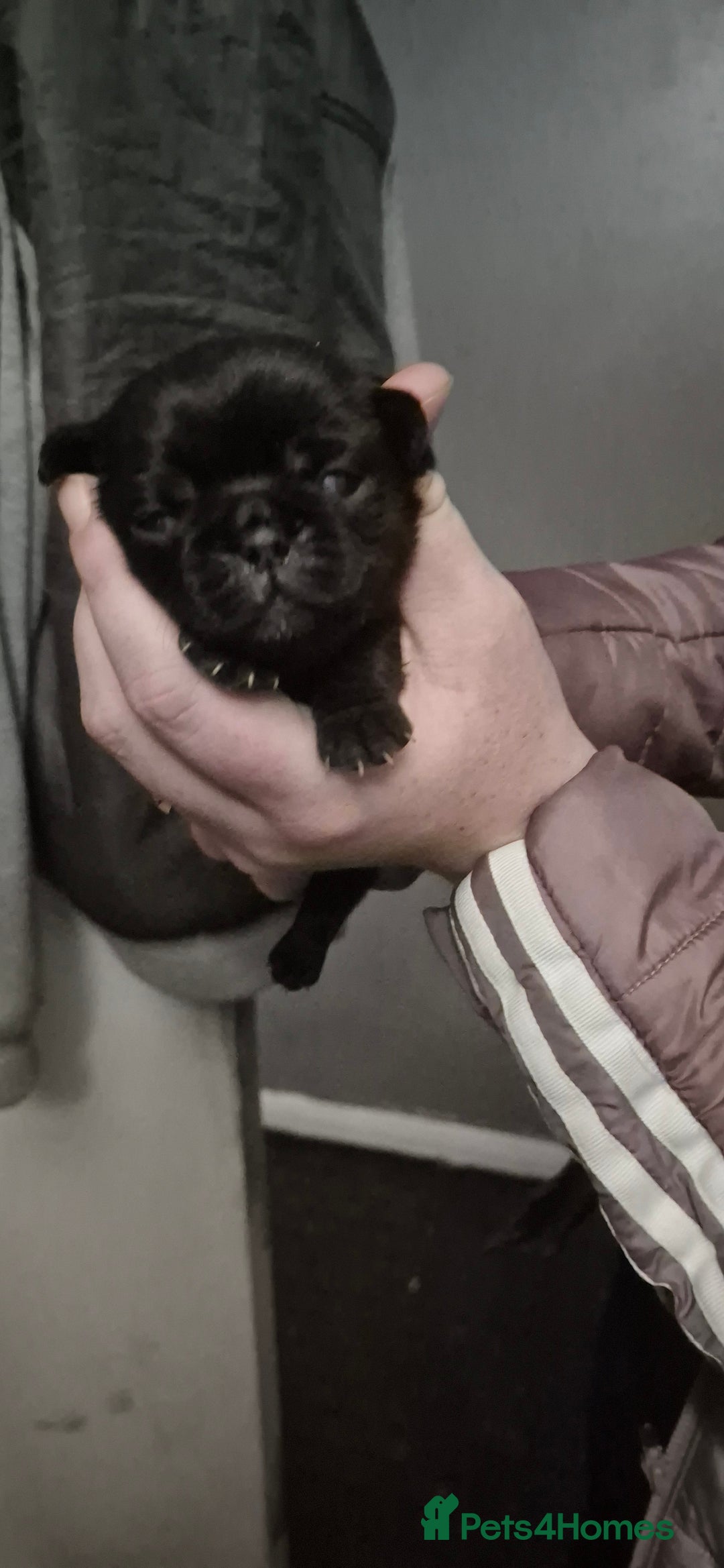 Pug dogs for sale: 4 beautiful pugs  - Image 10