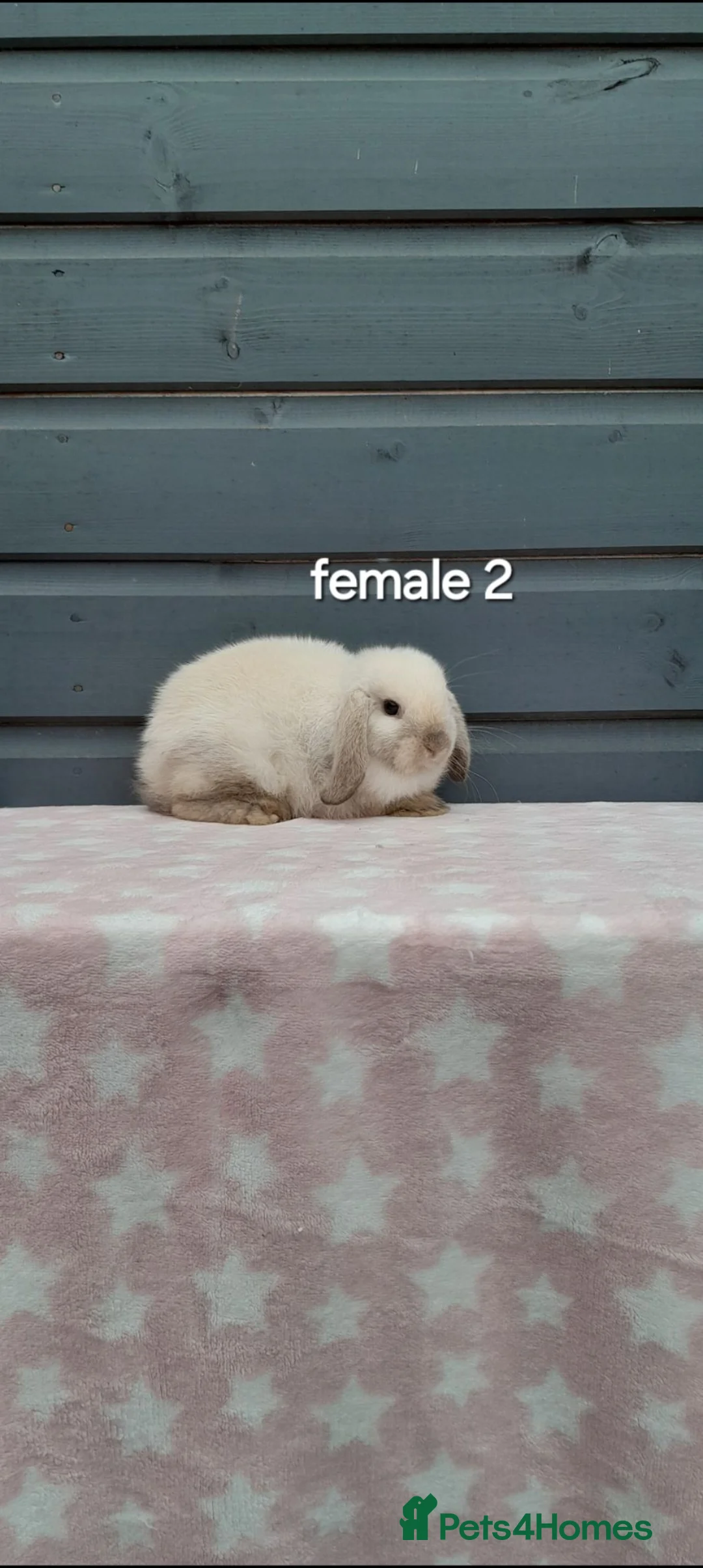 Mini Lop rabbits for sale: Purebred mini lop bunnies  - Advert 13