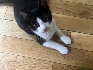 British Longhair cats Male cat looking for new home - Advert 2