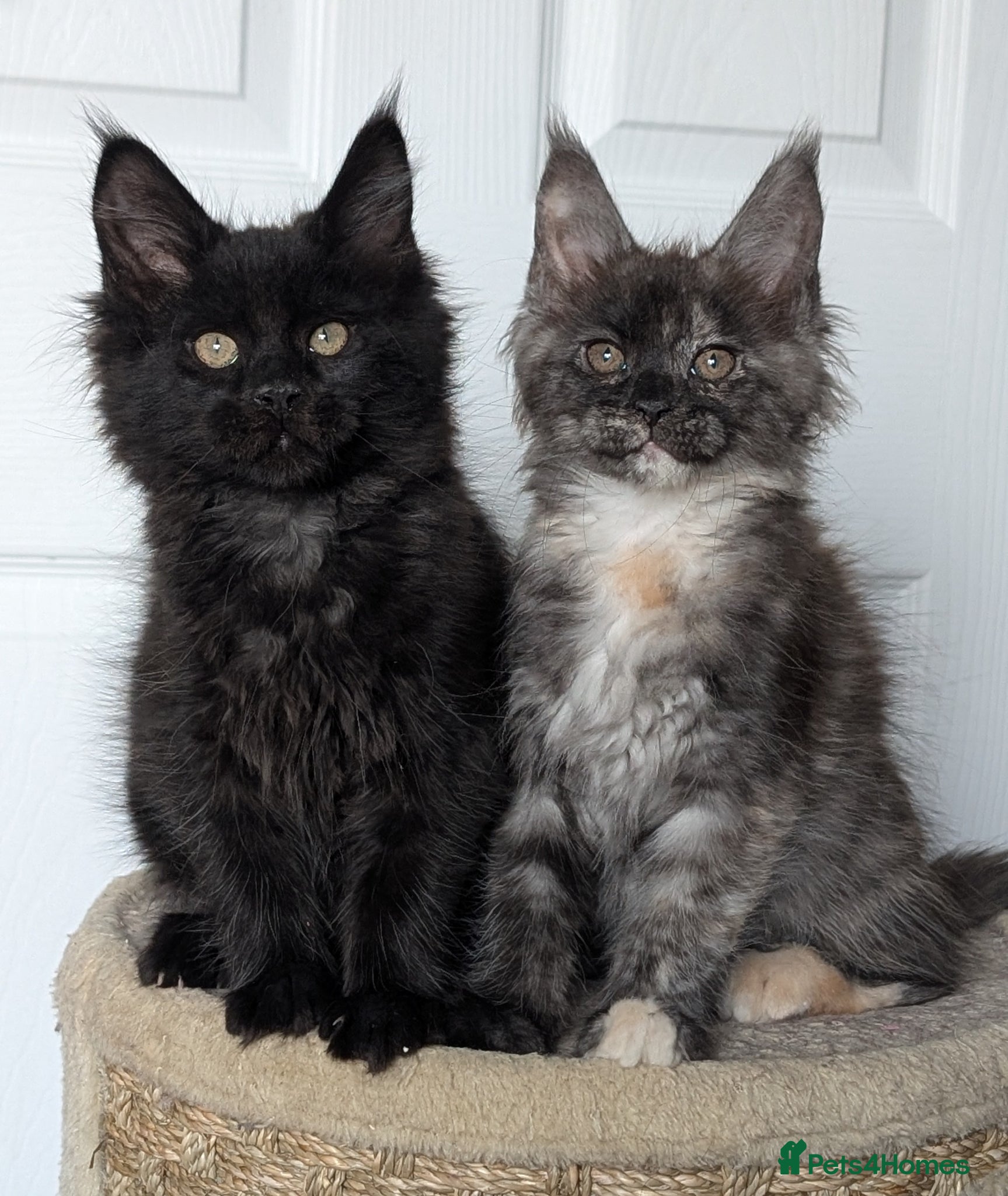 Maine Coon cats Maine coon kittens  - Advert 1