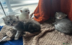 Perdoll cats for sale: FLUFFY PERDOLL KITTENS - Image 19