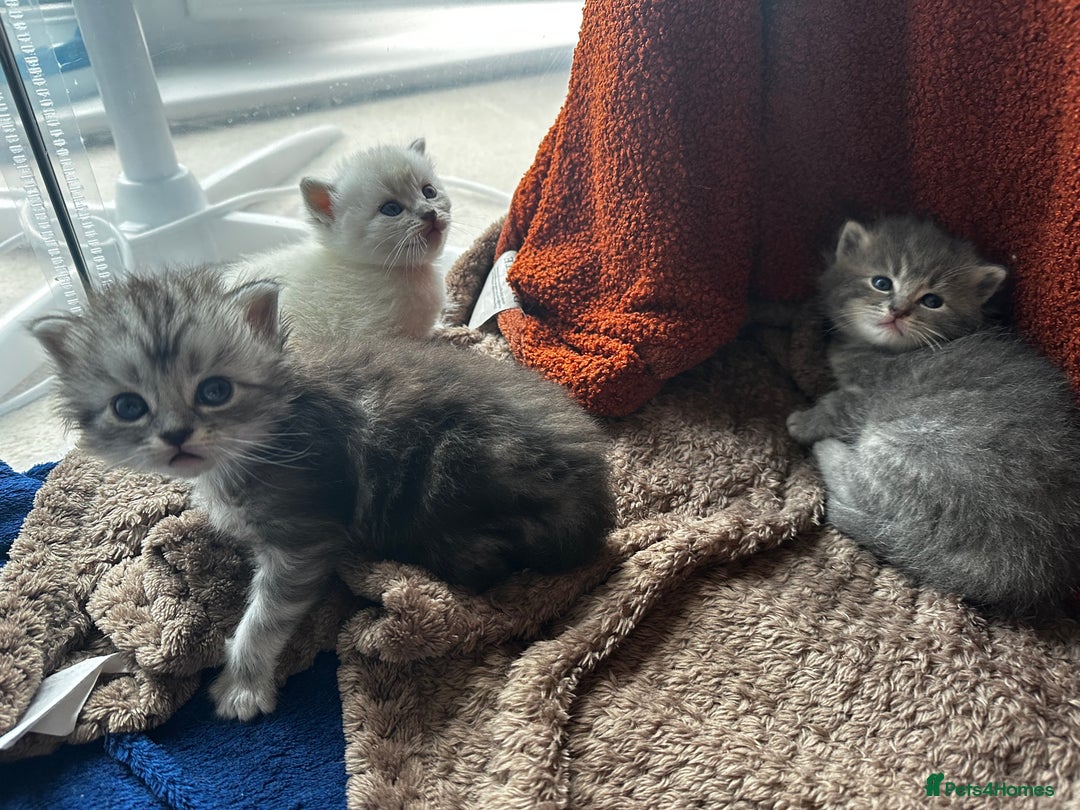 Perdoll cats for sale: FLUFFY PERDOLL KITTENS - Image 19