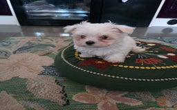 Maltese dogs for sale: Maltese boys - Advert 8