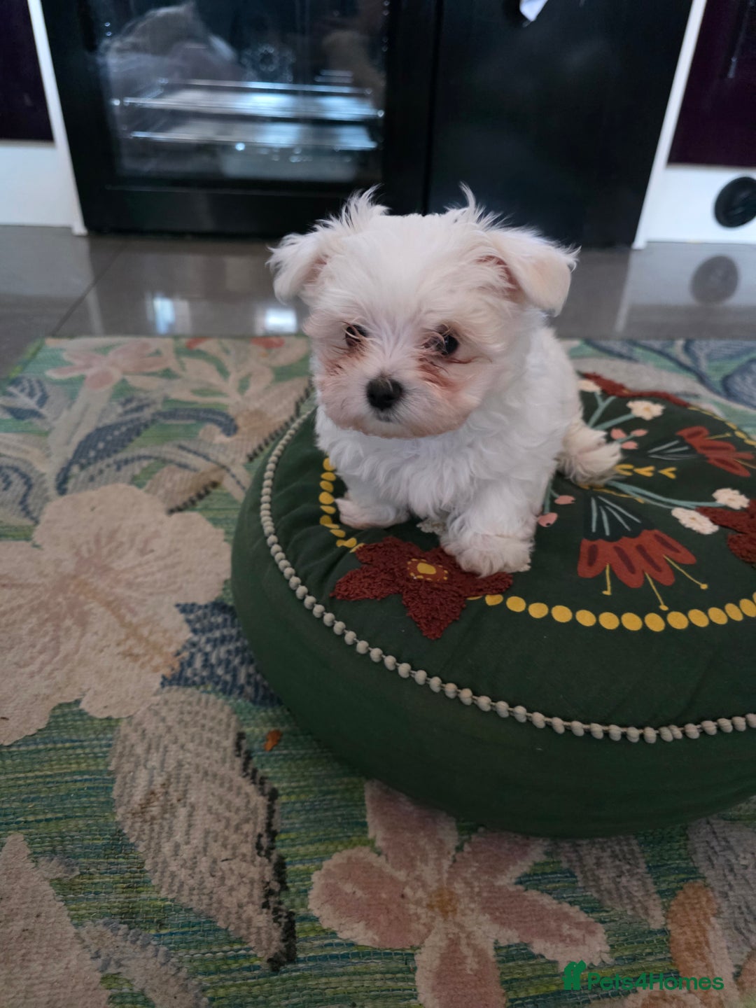 Maltese dogs for sale: Maltese boys - Advert 8