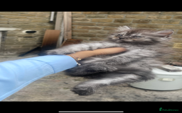 Persian cats for sale: Purebred Persian kitten  - Image 6