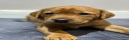 Labrador Retriever dogs for sale: Beautiful Fox Red Labrador Retriever Puppies. - Advert 5