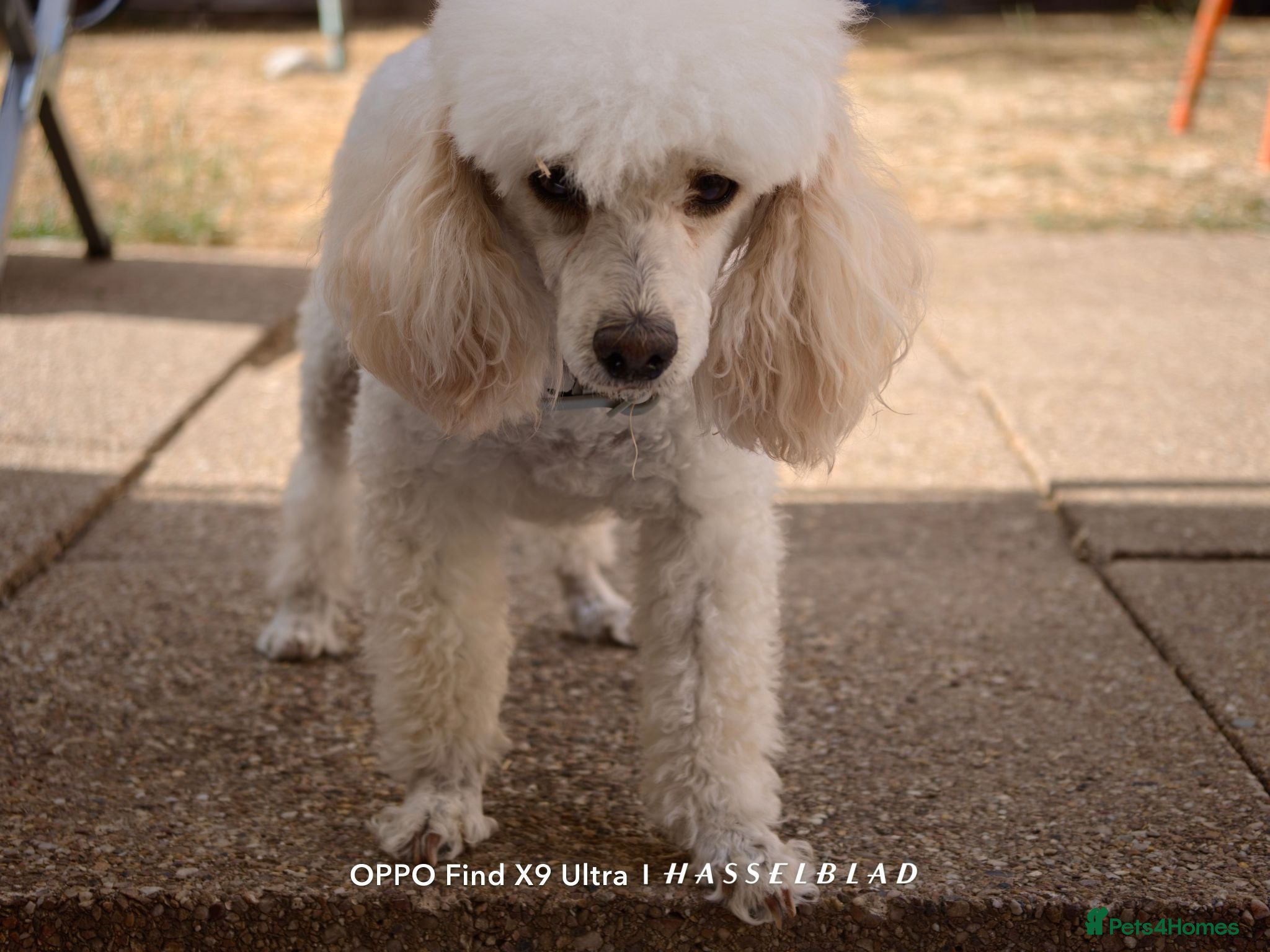 Miniature Poodle dogs Beautiful Miniature Apricot Poodle Puppy - Advert 2