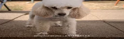 Miniature Poodle dogs for sale: Beautiful Miniature Apricot Poodle Puppy in Nottingham - Advert 2