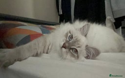 Siberian cats for sale:  3 Male Siberian Neva Masquerade Kittens - Advert 6