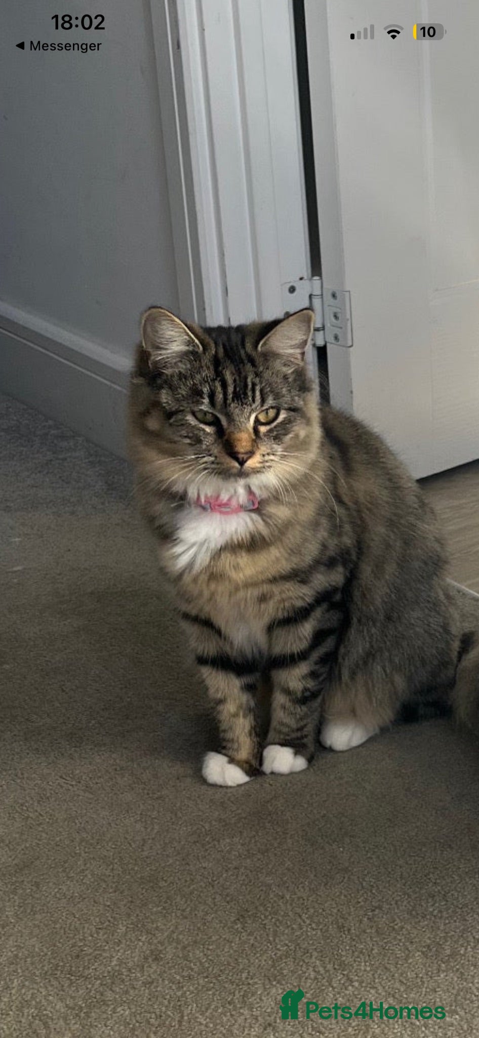 Maine Coon cats Gorgeous boy looking for his forever home - Advert 1