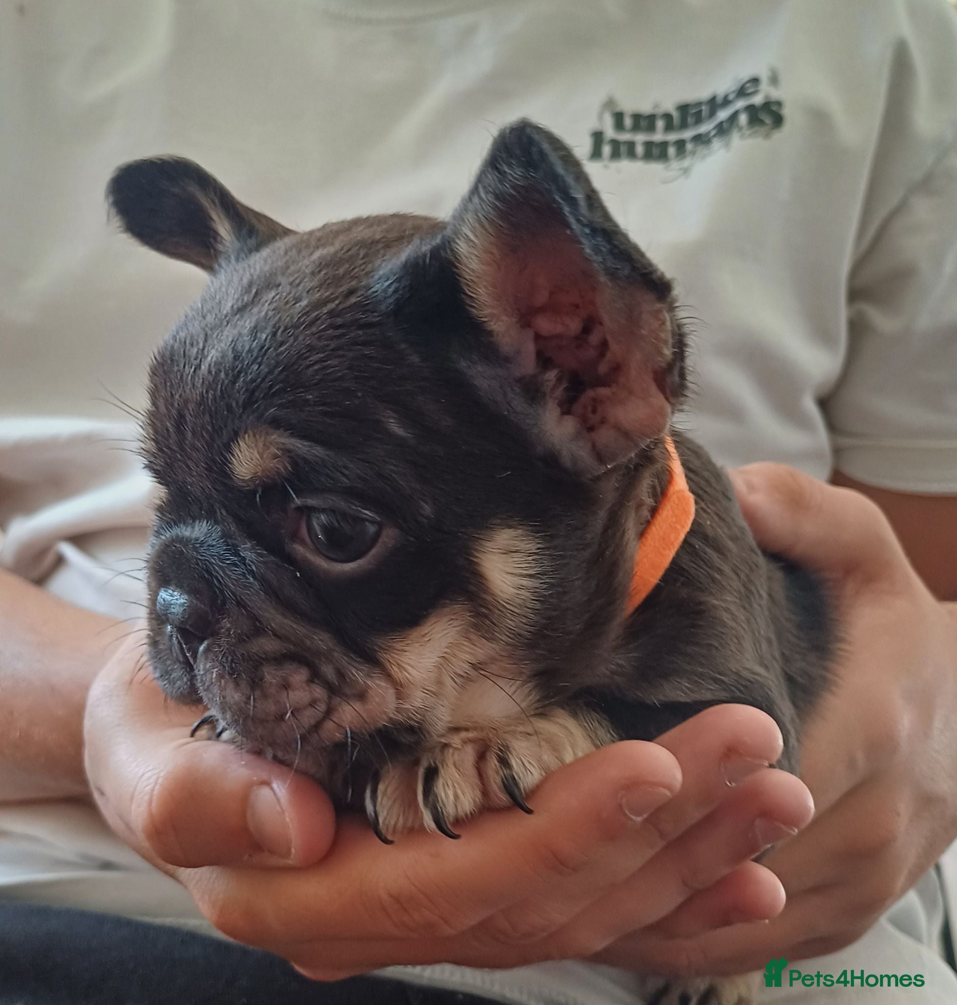 French Bulldog dogs Outstanding KC French Bulldog Puppies  - Advert 17