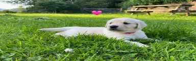 Golden Retriever 7