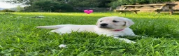 Golden Retriever dogs for sale: KC Registered Golden Retriever puppies in Pencader - Advert 11