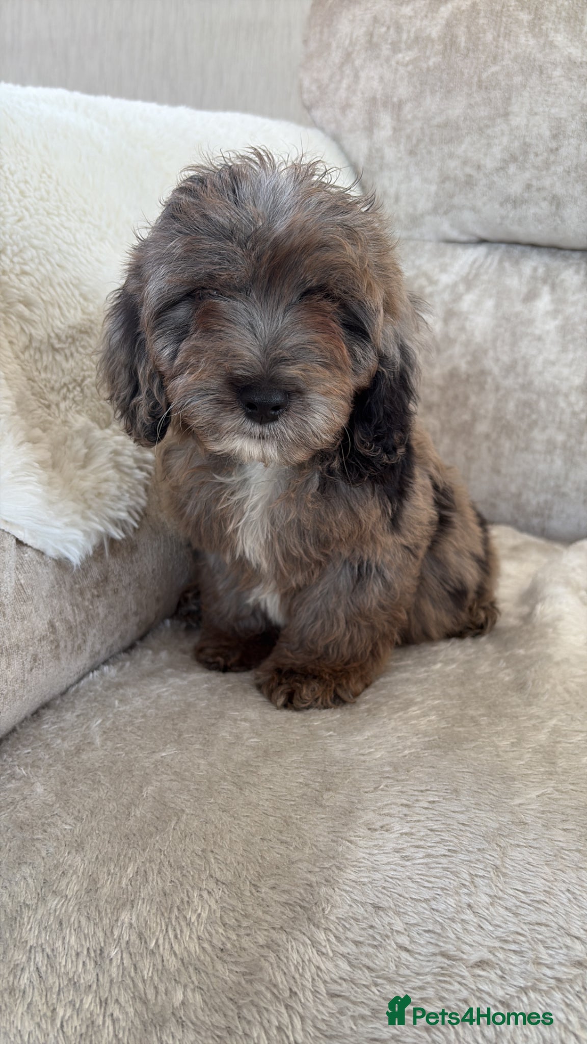 Cockapoo dogs Stunning f1 cockapoo puppies 🐶  - Advert 2