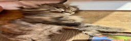 Maine Coon cats for sale: Beautiful Half Maine coon kittens  - Advert 13