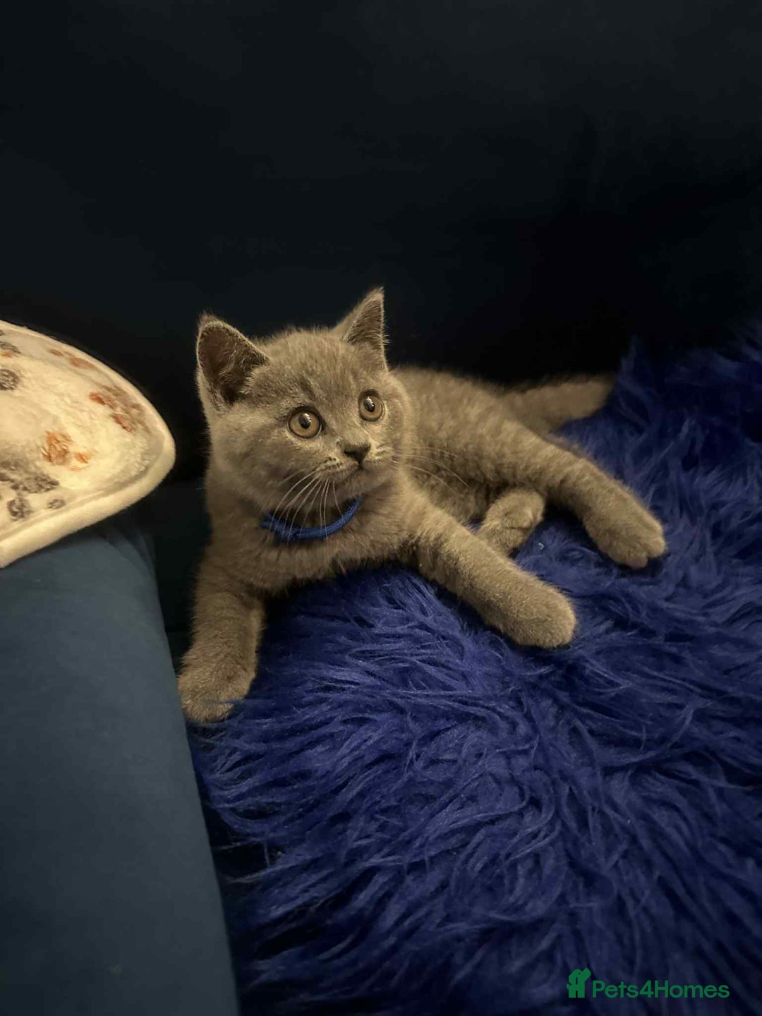 British Shorthair cats for sale: Shorthair Kittens for Sale - Champion Bloodline - Image 6