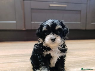 Maltipoo dogs ** Maltipoo Puppies – Cuteness Overload! ✨ - Advert 6