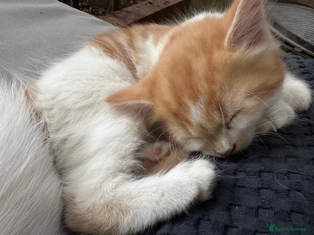 Mixed Breed cats for sale: Mixed Persian and Turkish Angora Kittens  - Image 5