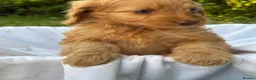 Cockapoo dogs for sale: F1 Cockapoos A Cocker Spaniel x Toy Poodle Mix - Advert 13