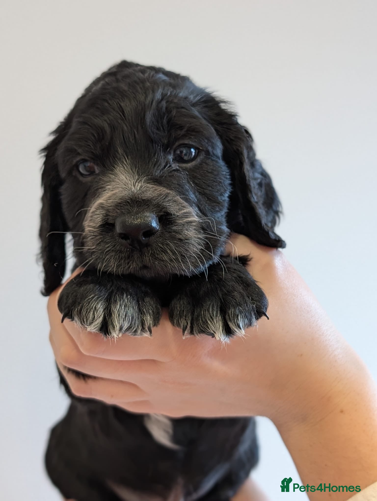 Cocker Spaniel dogs Cocker Spaniel Puppies - Advert 8