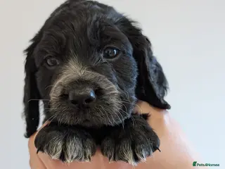 Cocker Spaniel dogs Cocker Spaniel Puppies - Advert 8