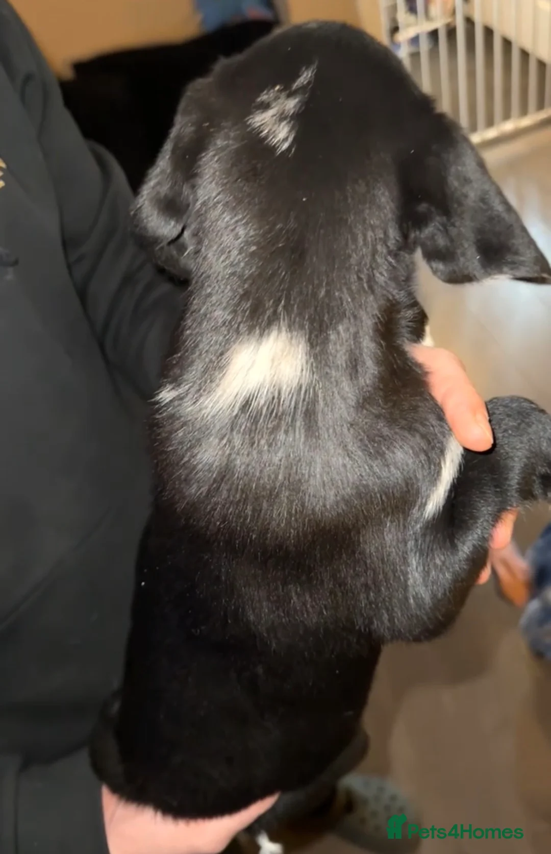 Mixed Breed dogs for sale: 4 Sprollies LEFT 🩶 - Advert 3