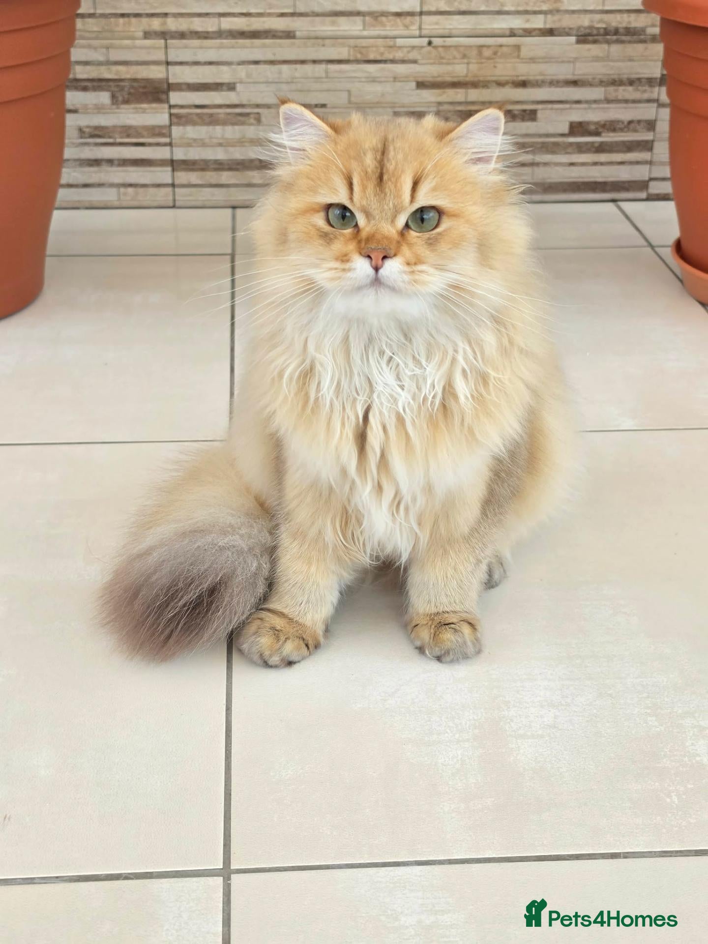 British Longhair cats Stunning British Longhair Kittens – Champion  - Advert 2
