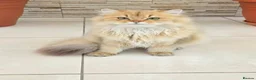 British Longhair cats for sale: Stunning British Longhair Kittens – Champion  - Advert 2