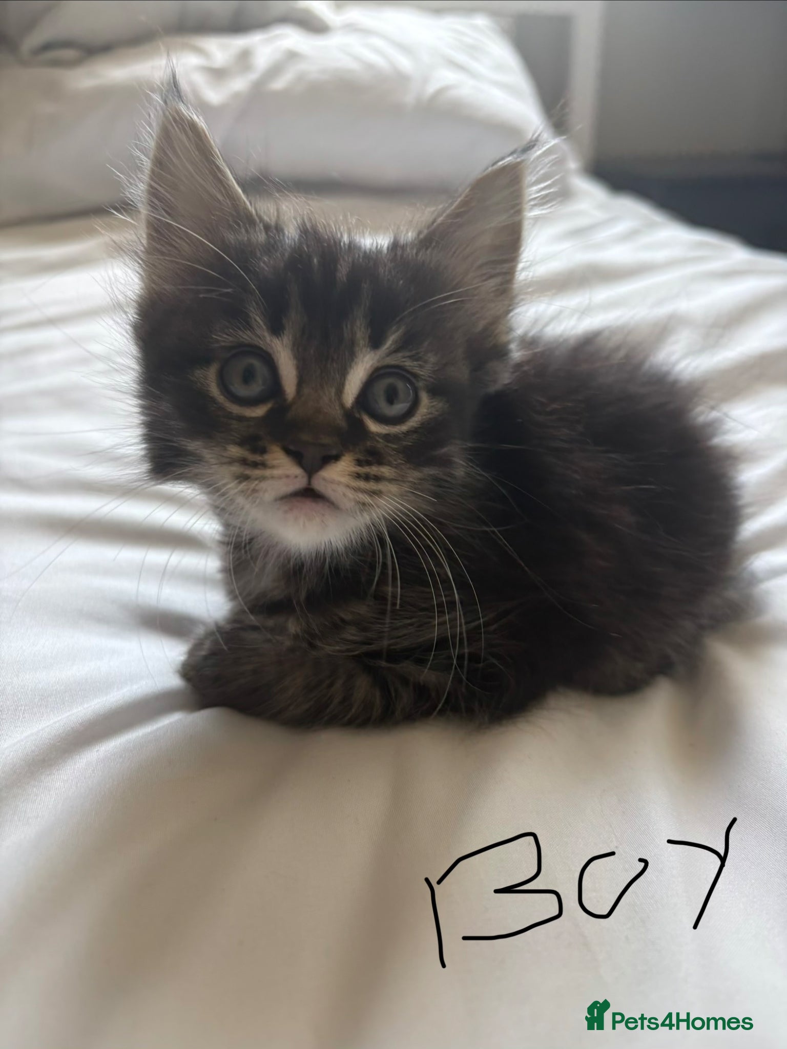 Mixed Breed cats Maine Coon X British longhair Kittens  - Advert 3