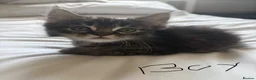 Mixed Breed cats for sale: Maine Coon X British longhair Kittens  - Advert 1