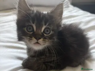 Mixed Breed cats Maine Coon X British longhair Kittens - Advert 3