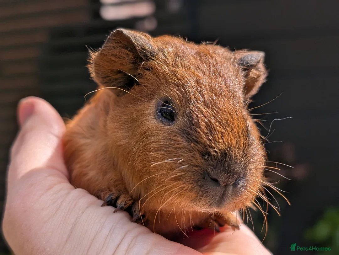 Guinea Pig rodents for sale: Gorgeous Gpig pups - Advert 18