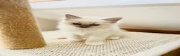 Ragdoll cats for sale: Beautiful ragdoll kittens blue and mitted - Advert 12