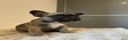 French Bulldog dogs for sale: Stunning frenchie boys  - Advert 26