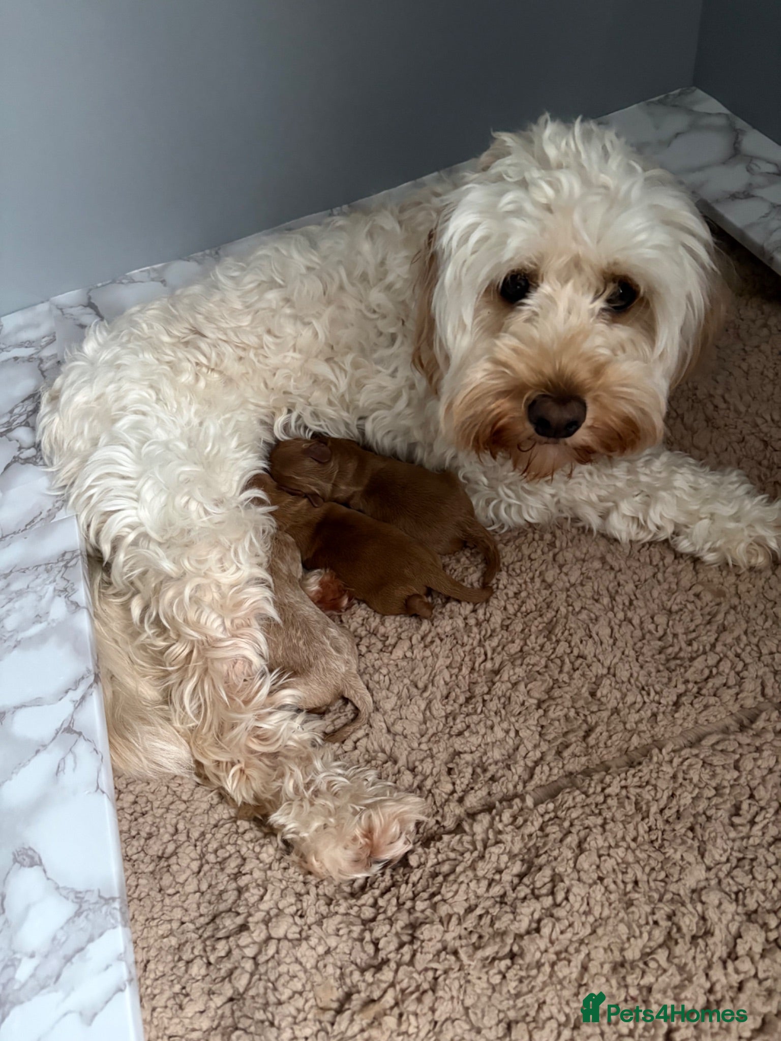 Cavapoo dogs F1b Cavapoo Puppies 1 Boy,2 Girls - Advert 2