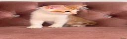 Mixed Breed cats for sale: Kittens easy to go  - Advert 2