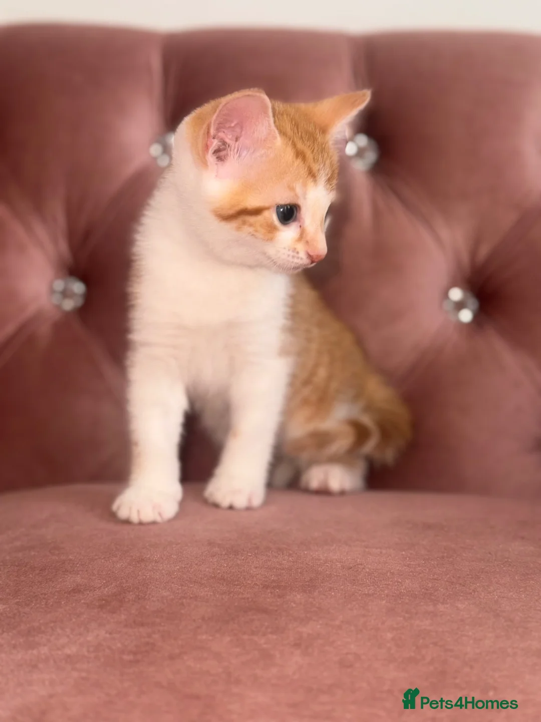 Mixed Breed cats for sale: Kittens easy to go  - Advert 2