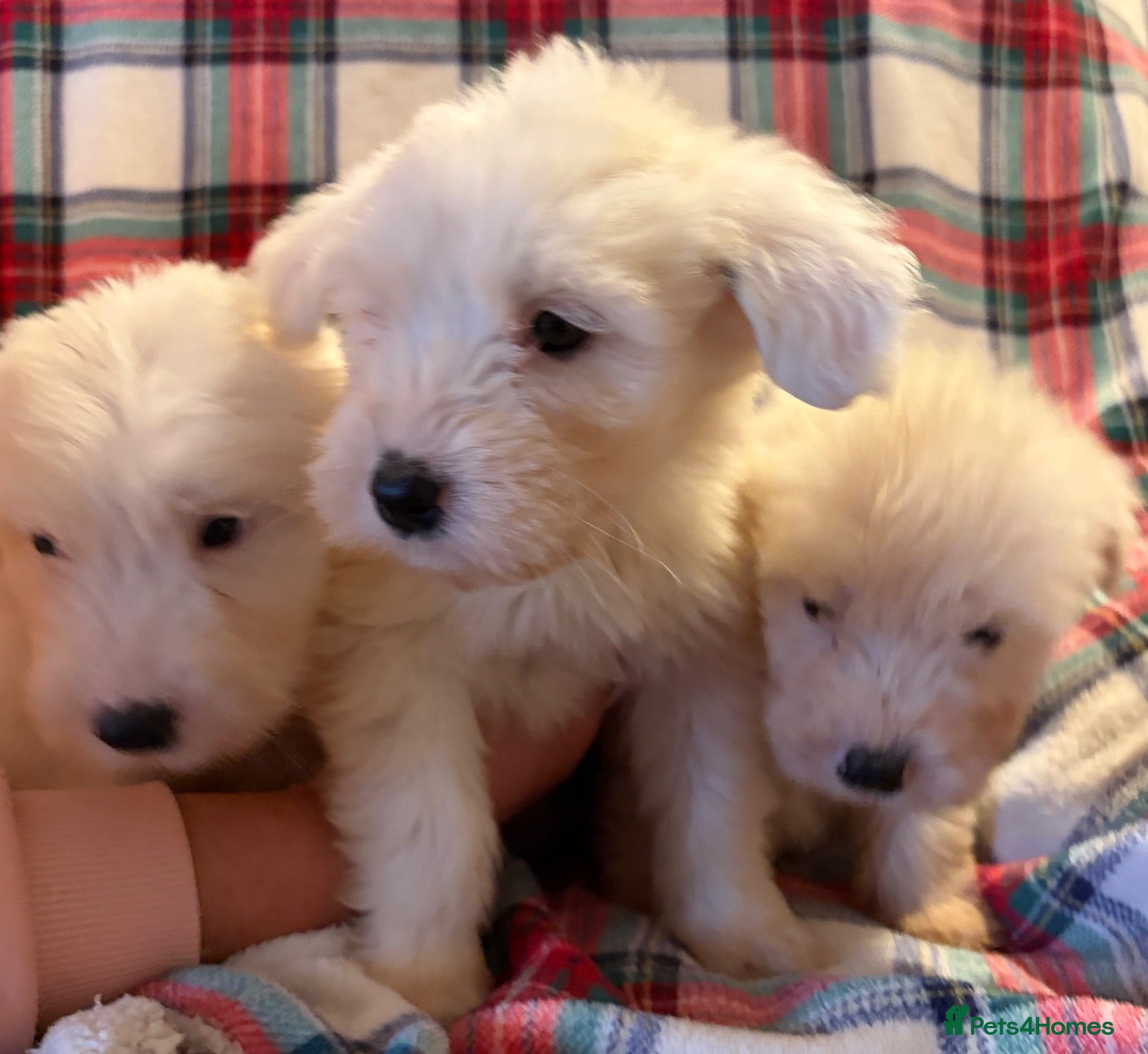 Mixed Breed dogs for sale: Stunning litter Old English Sheepdog x Collie - Advert 15