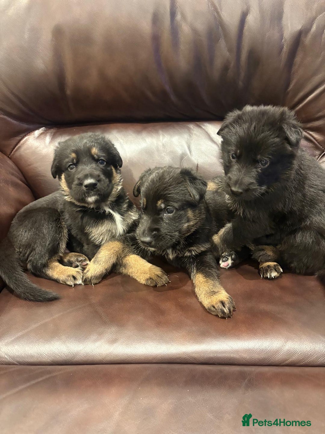 German Shepherd dogs for sale: 3 Adorable Male German Shepherd Puppies  - Advert 1