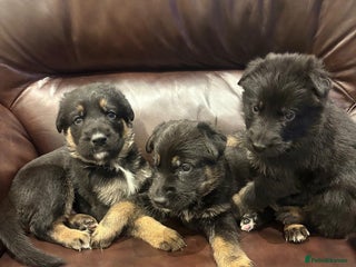 German Shepherd dogs 3 Adorable Male German Shepherd Puppies - Advert 1
