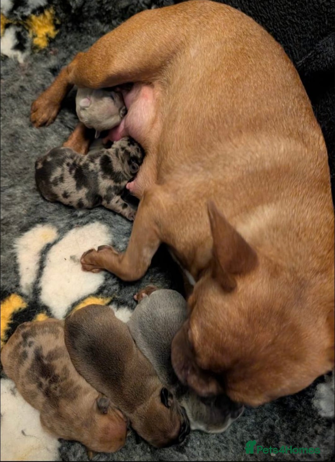 French Bulldog dogs for sale: Beautiful Merle Girl - Advert 2