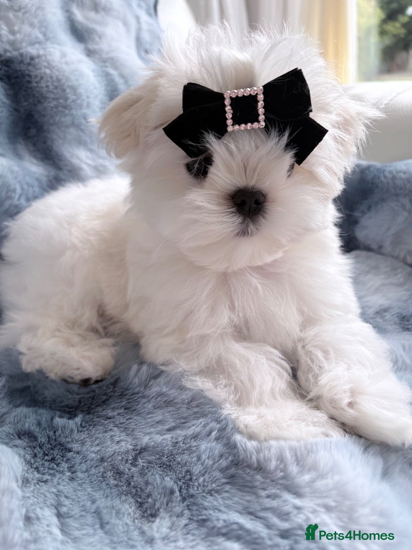 Maltese dogs for sale: 🖤Gorgeous Korean boy available 🖤 - Advert 1