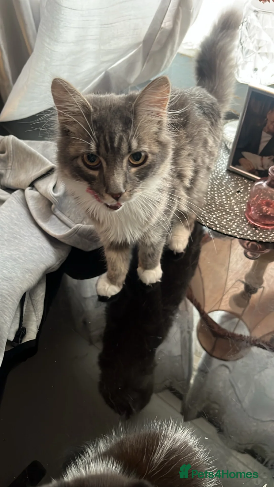 Maine Coon cats for sale: mainecoon/norwiegn forest cat  in Bristol - Advert 5