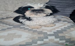 Shih Tzu dogs for sale: Shihtzu  - Image 4