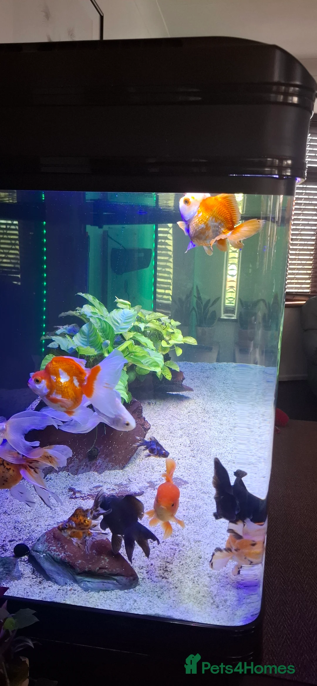 Goldfish fish for sale: Goldfish fancy oranda moor - Advert 9