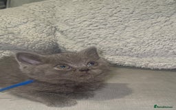 British Shorthair cats for sale: REDUCED!!! Stunning British Short Hair Kittens - Image 21